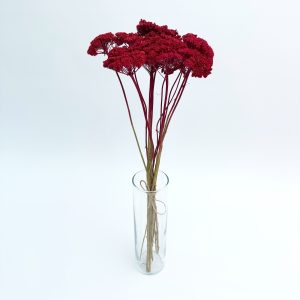 Achillea crvena – suho cvijeće