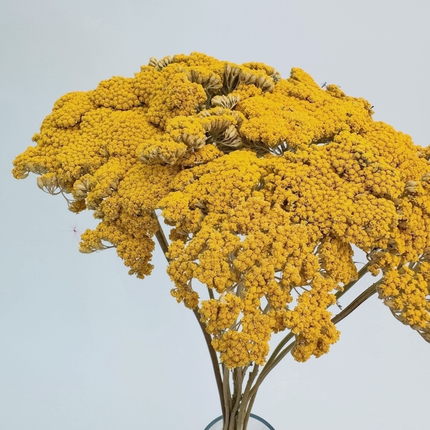 Achillea prirodna – suho cvijeće - Slika 2