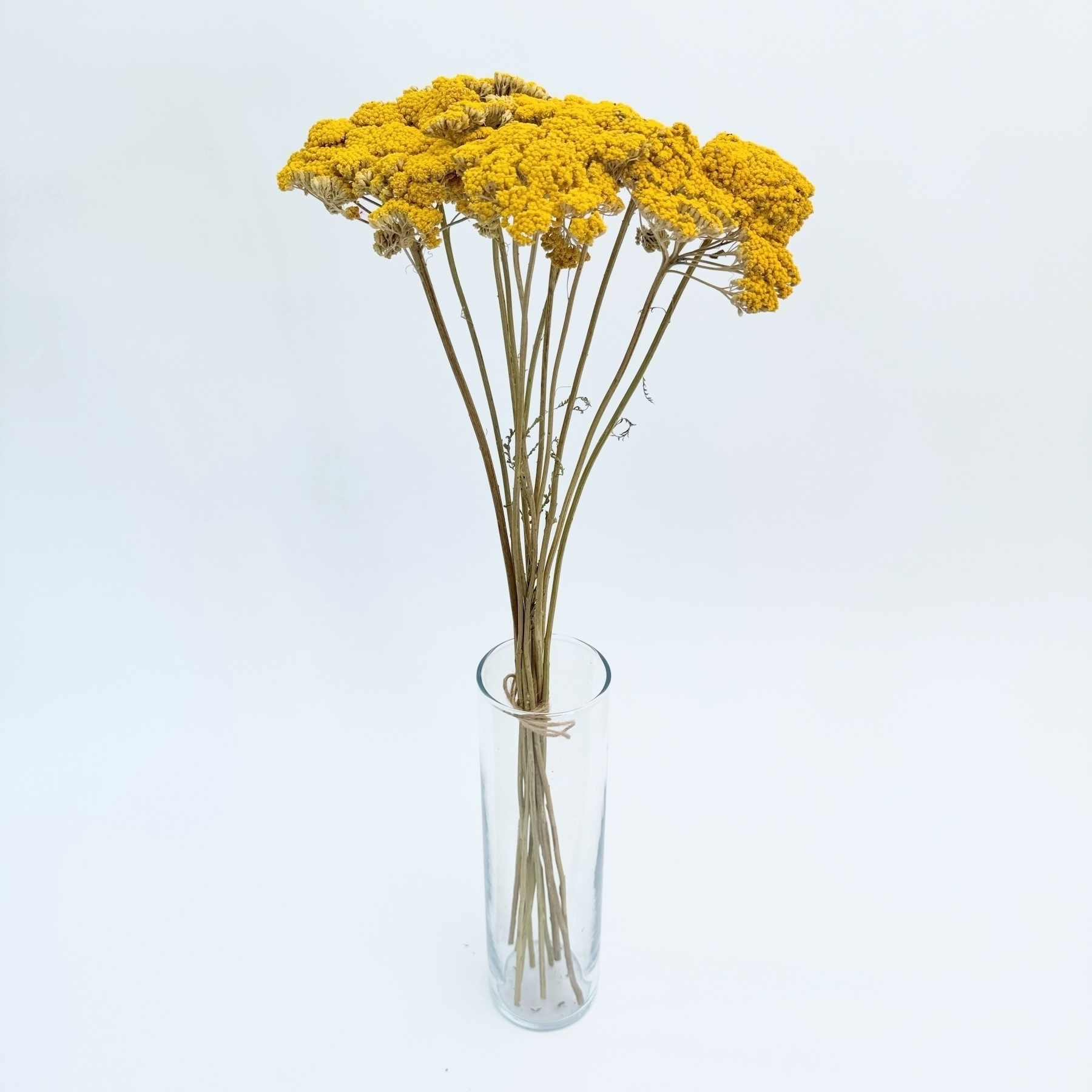Achillea prirodna – suho cvijeće