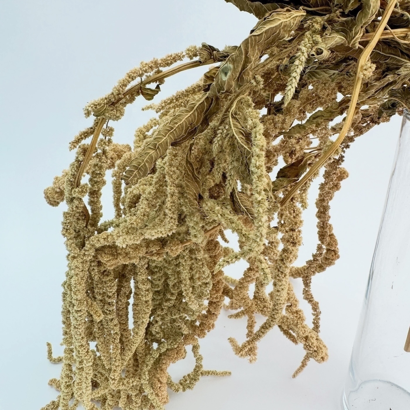 Amaranthus prirodni – suho cvijeće - Slika 2