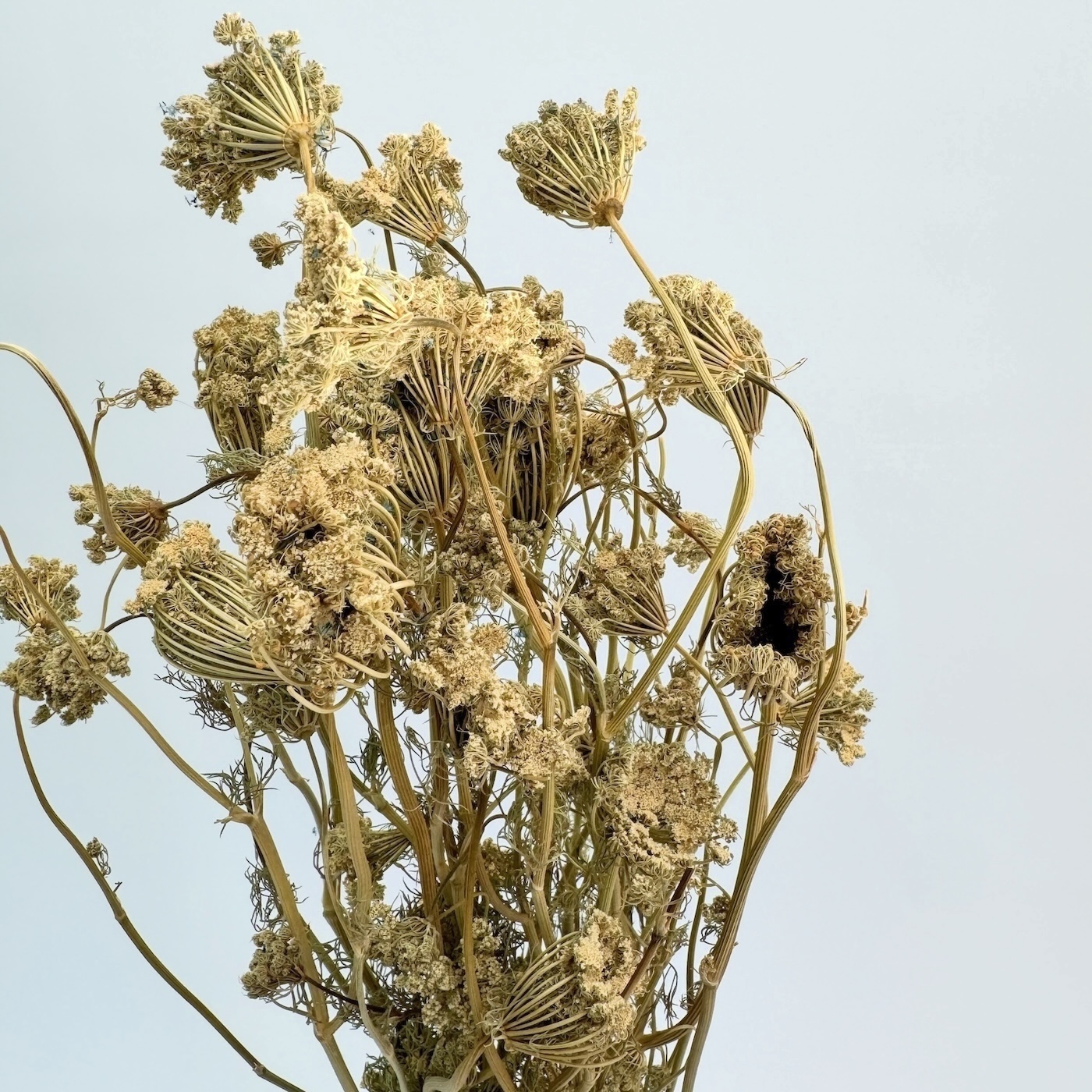 Ammi natural - dried flowers - Image 2