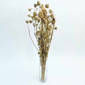 Ammi prirodna – suho cvijeće