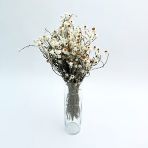 Ammobium bijeli – suho cvijeće