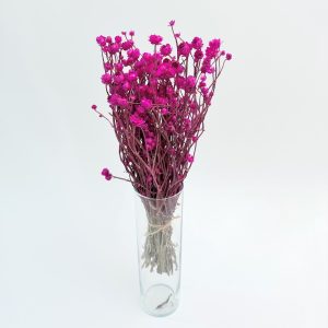 Ammobium ciklama – suho cvijeće