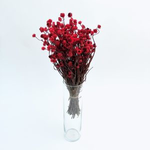 Ammobium crveni – suho cvijeće