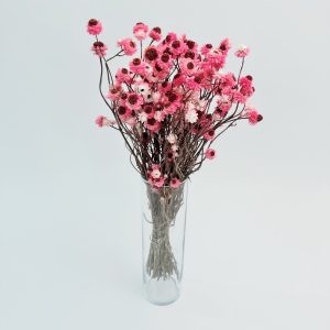 Ammobium rozi – suho cvijeće