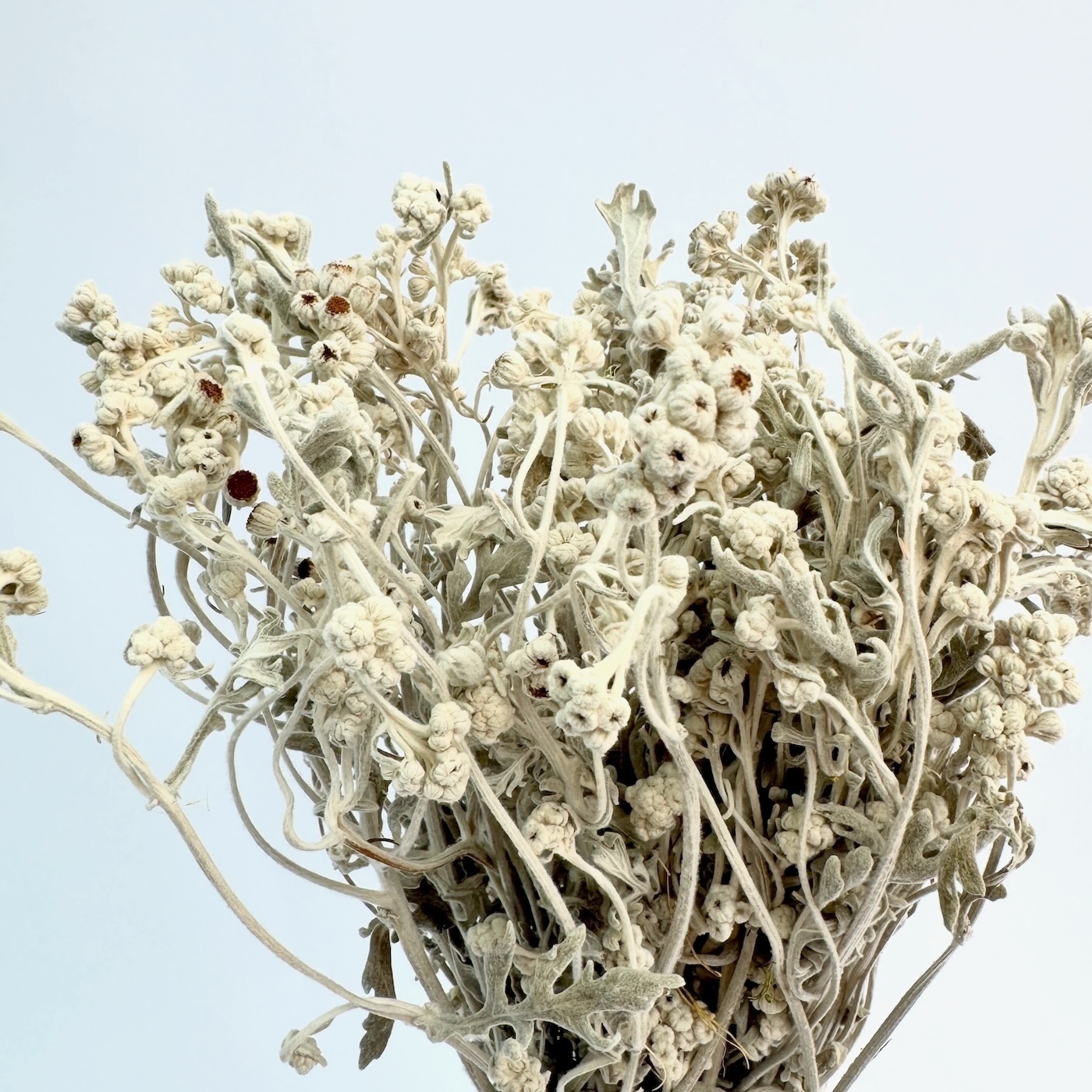 Cineraria flower - dried flowers - Image 2