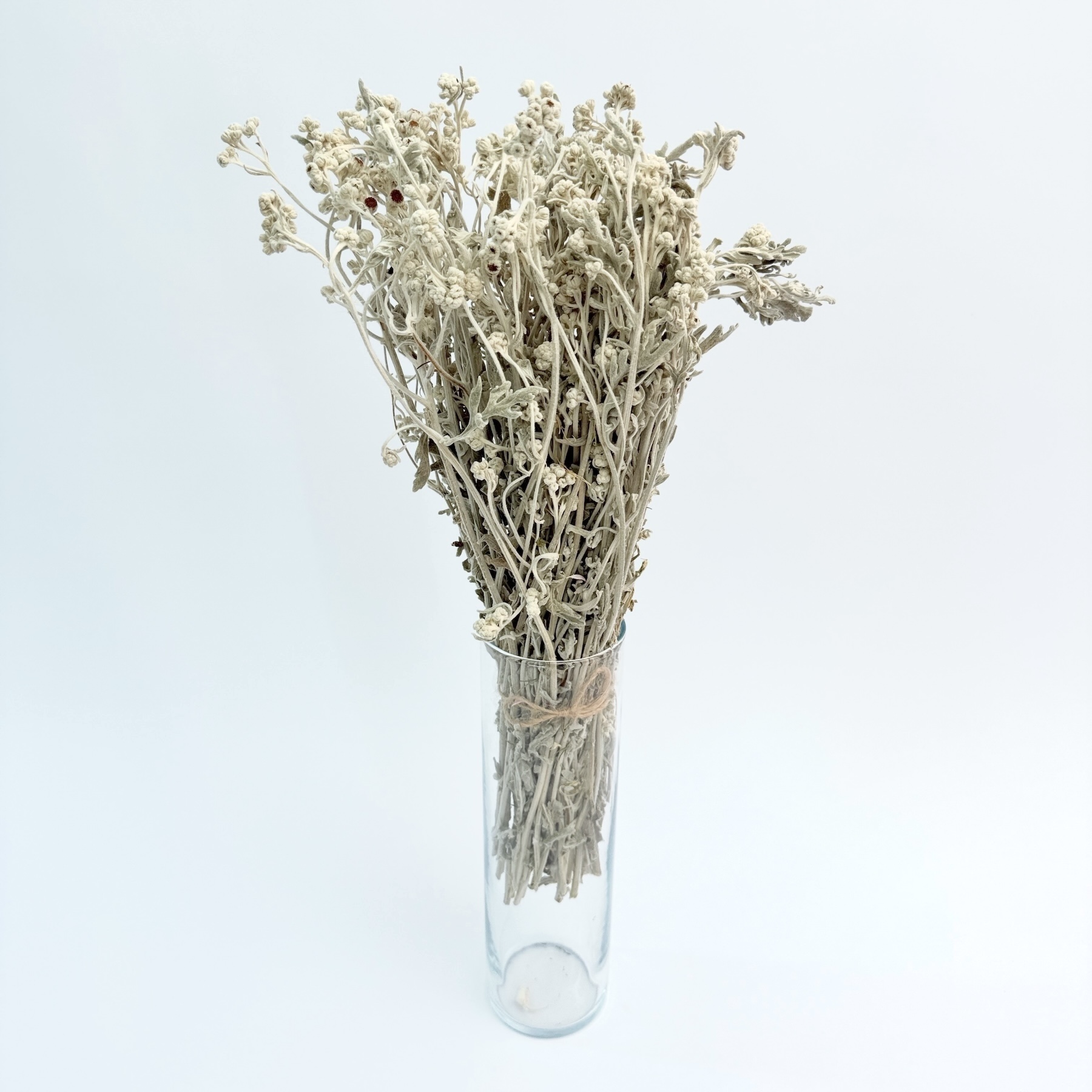 Cineraria flower - dried flowers