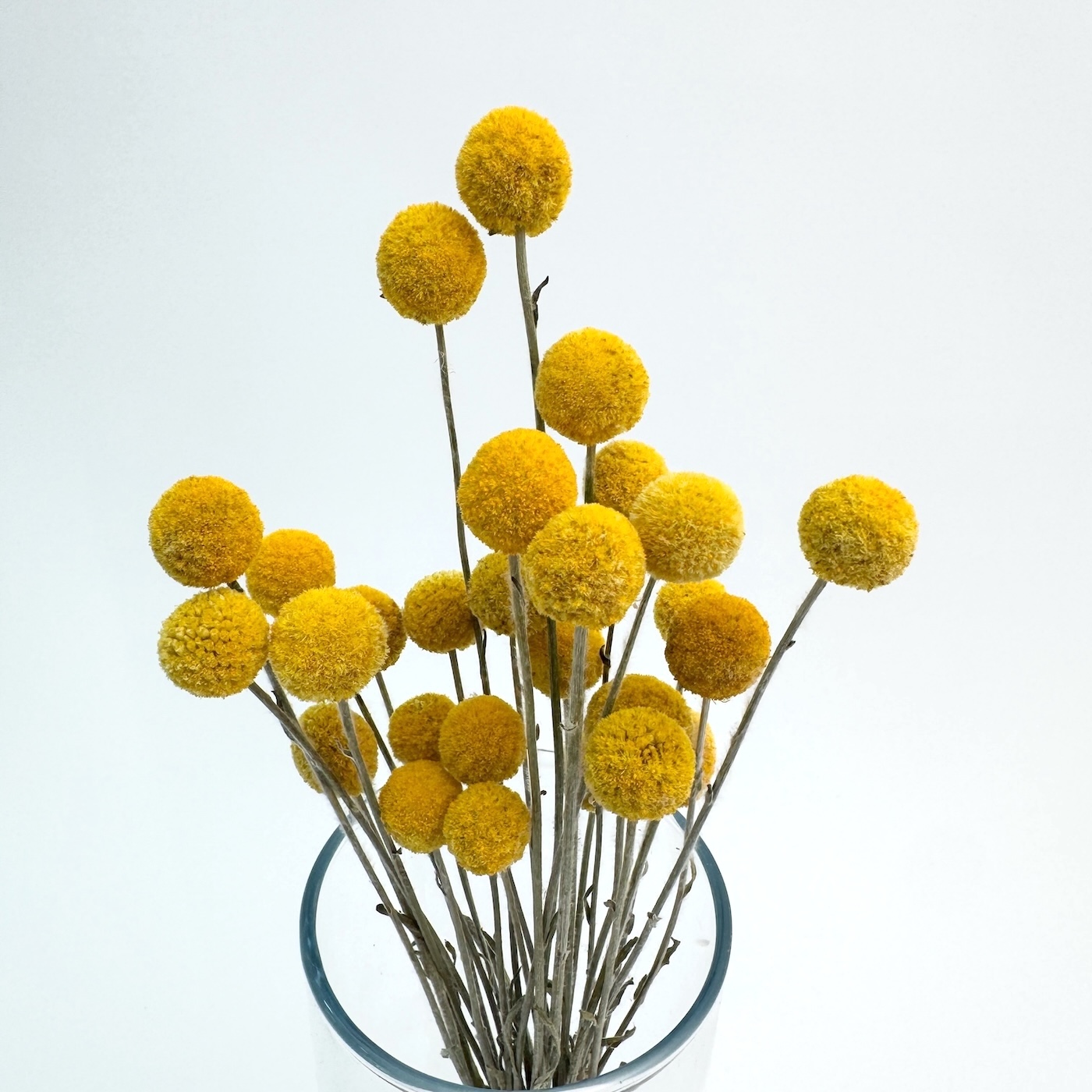 Craspedia natural - dried flowers - Image 2