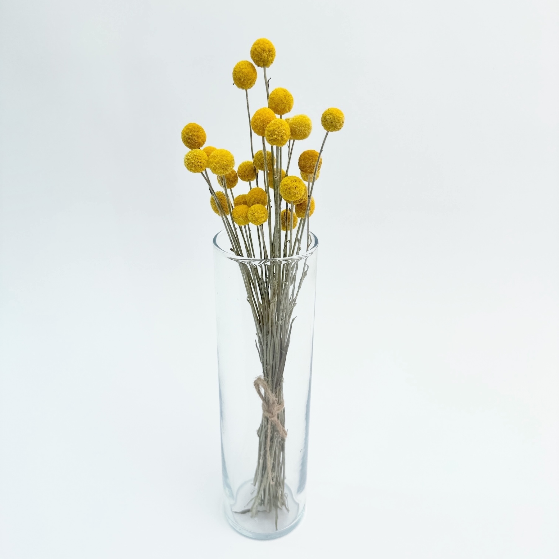 Craspedia natural - dried flowers
