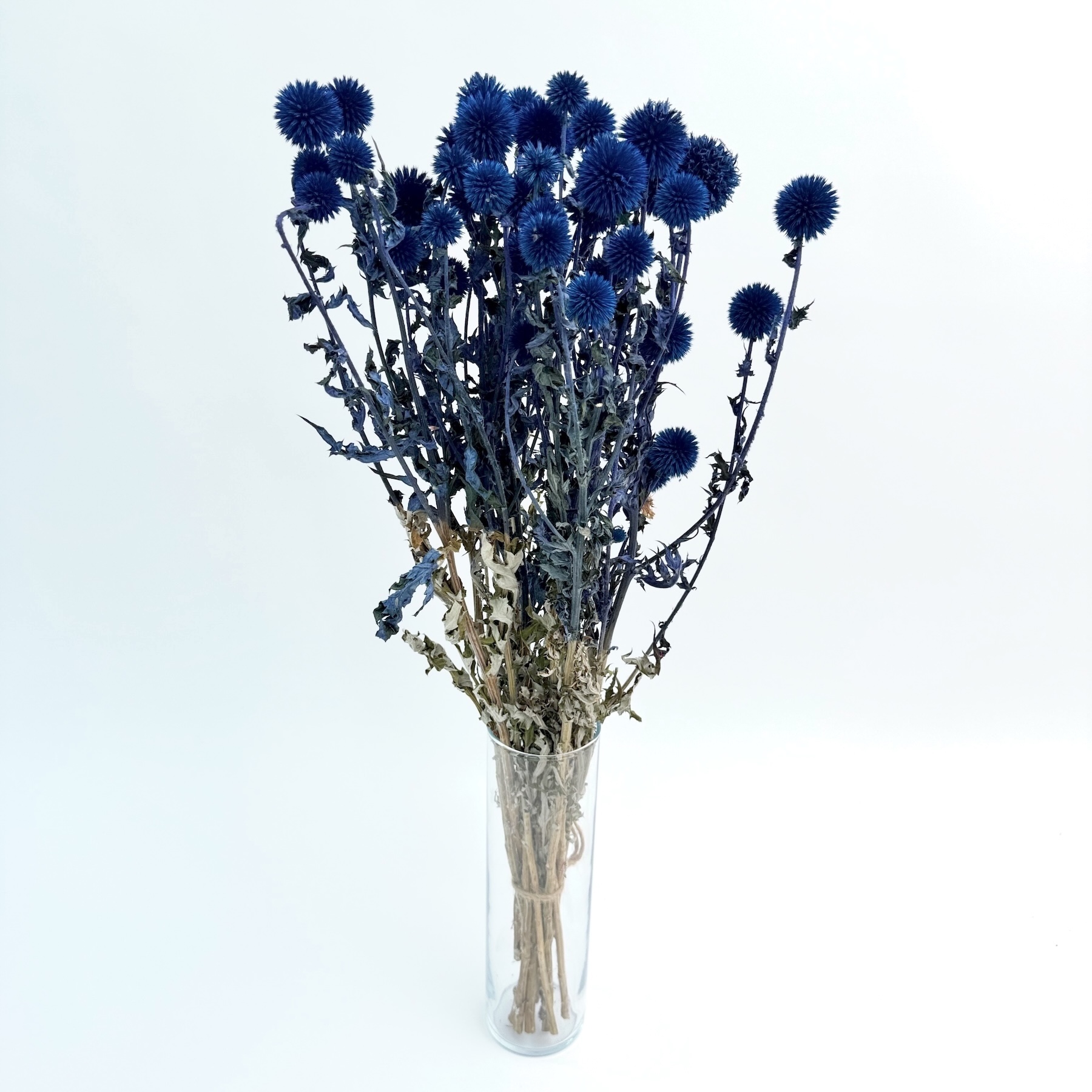 Echinops blue - dried flowers