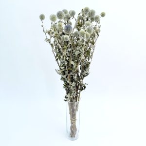 Echinops prirodni – suho cvijeće