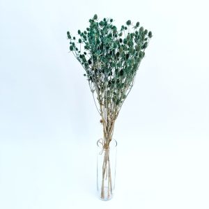 Eryngium tirkiz – suho cvijeće