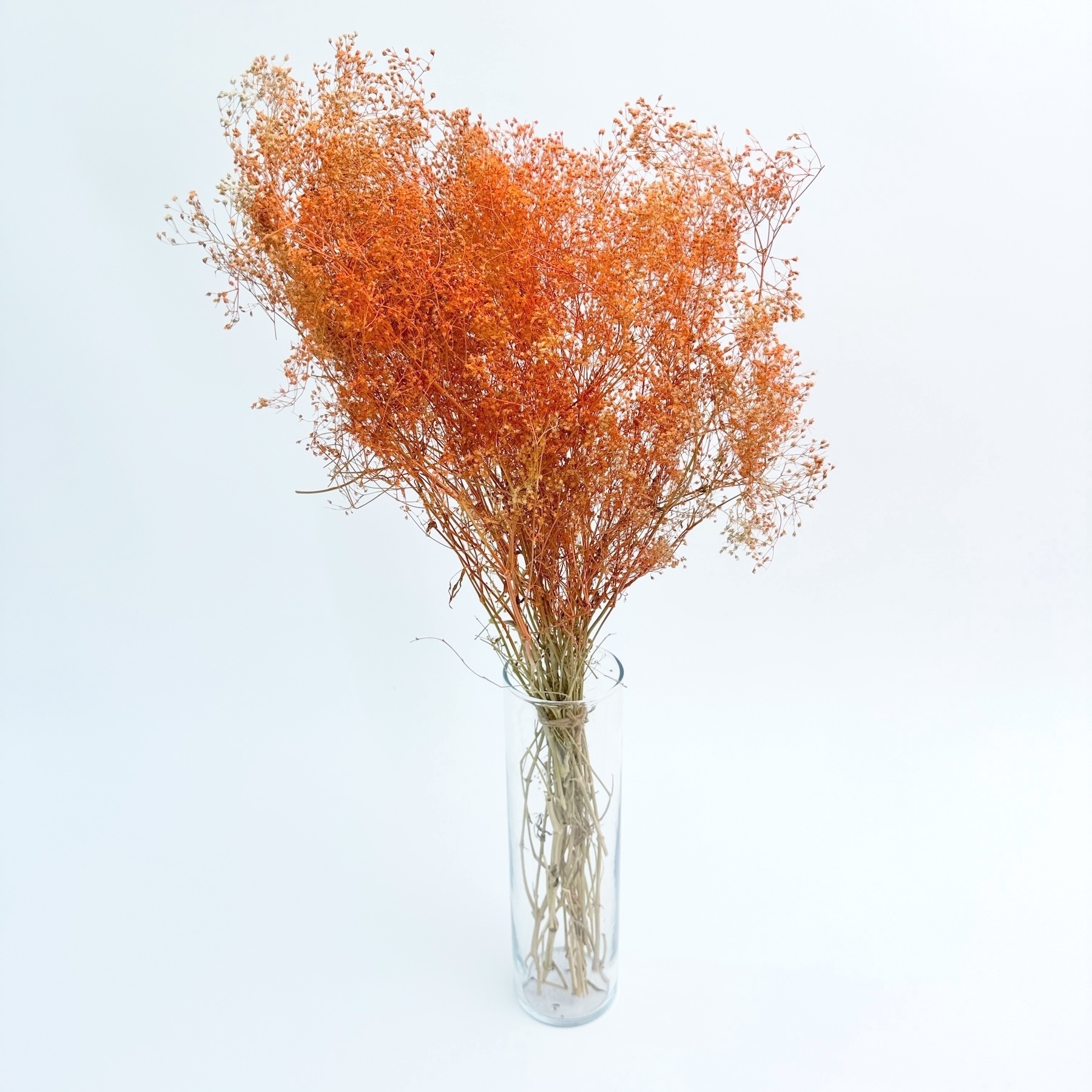 Gypsophila narančasta – suho cvijeće