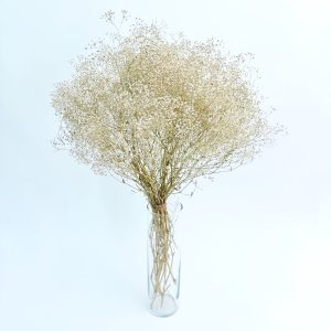 Gypsophila prirodna – suho cvijeće