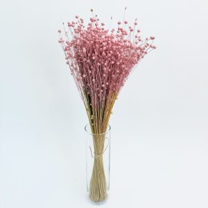 Flax (Linum) pink - dried flowers