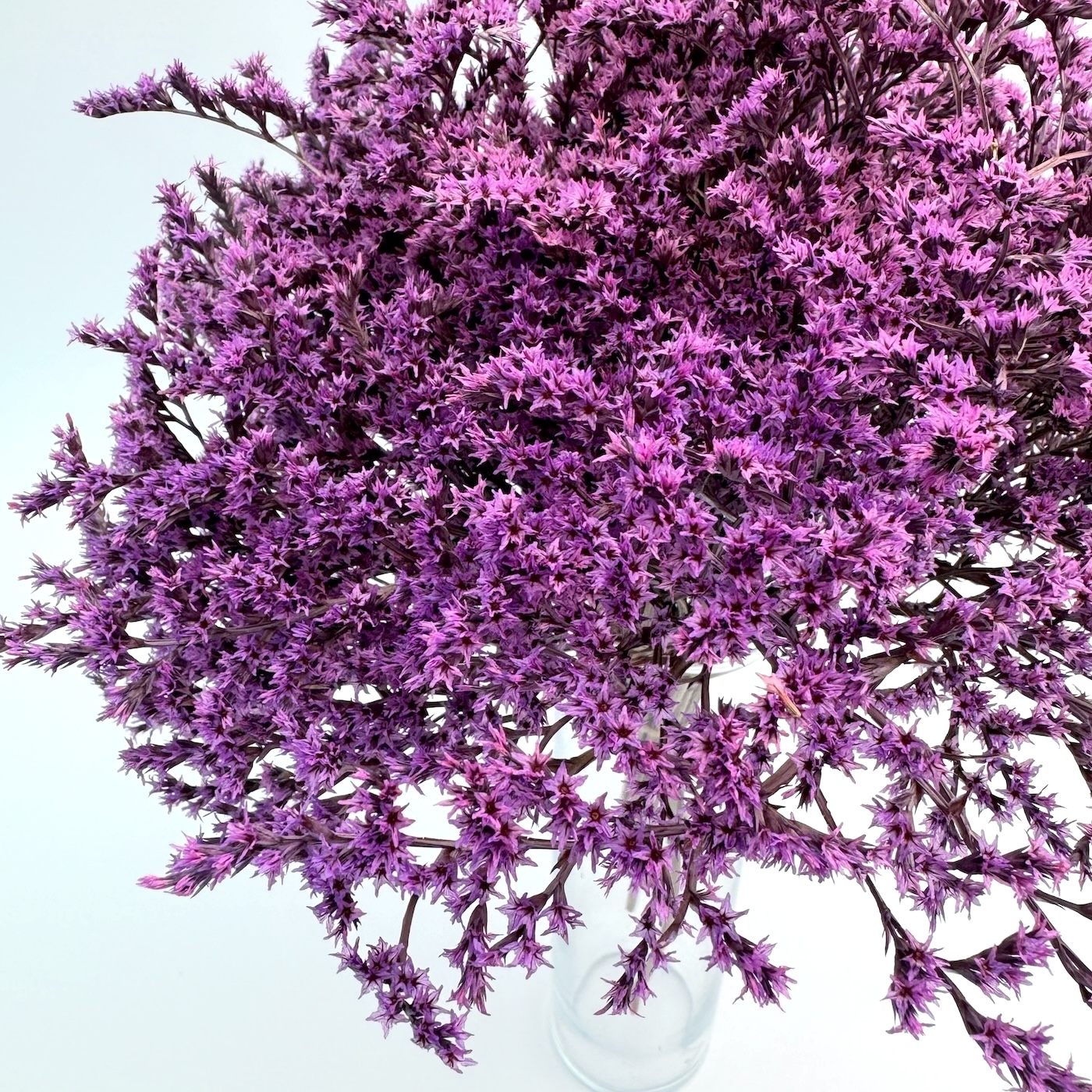 Limonium tataricum ljubičasti – suho cvijeće - Slika 2