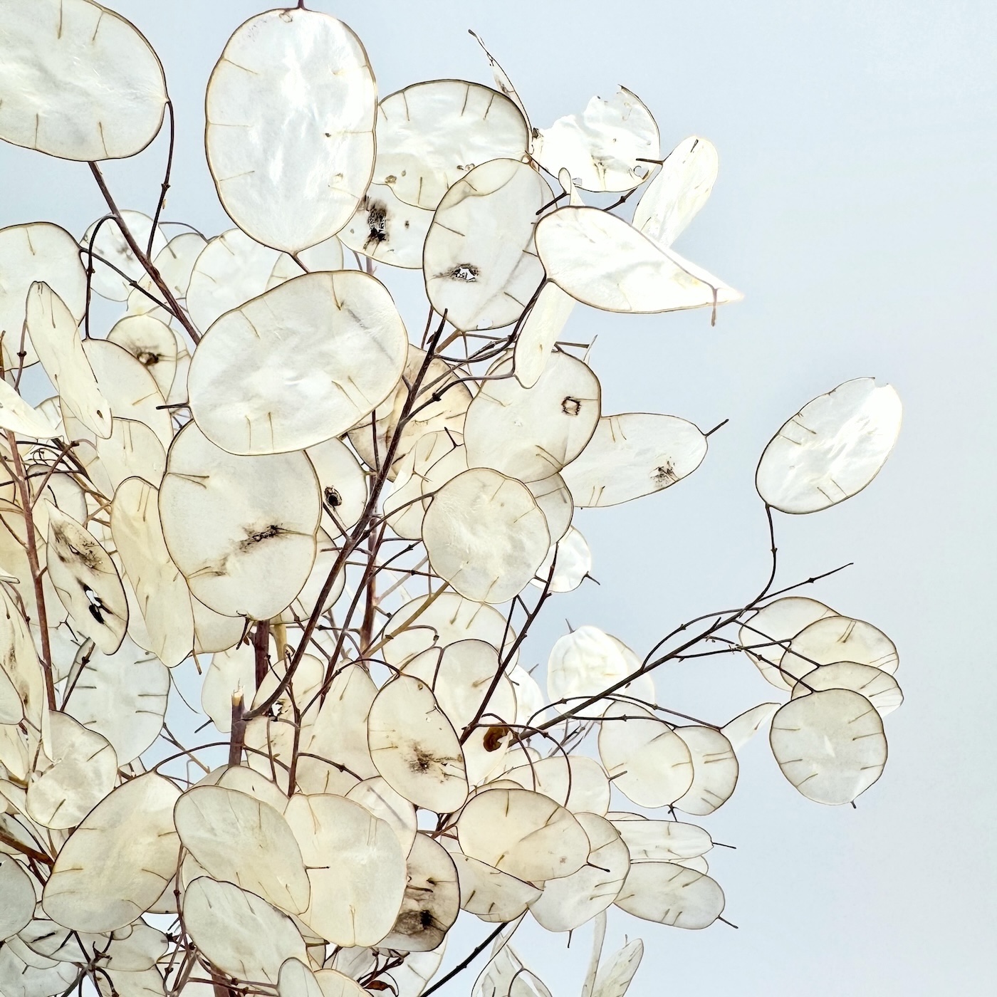 Lunaria prirodna – suho cvijeće - Slika 2