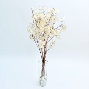 Lunaria prirodna – suho cvijeće