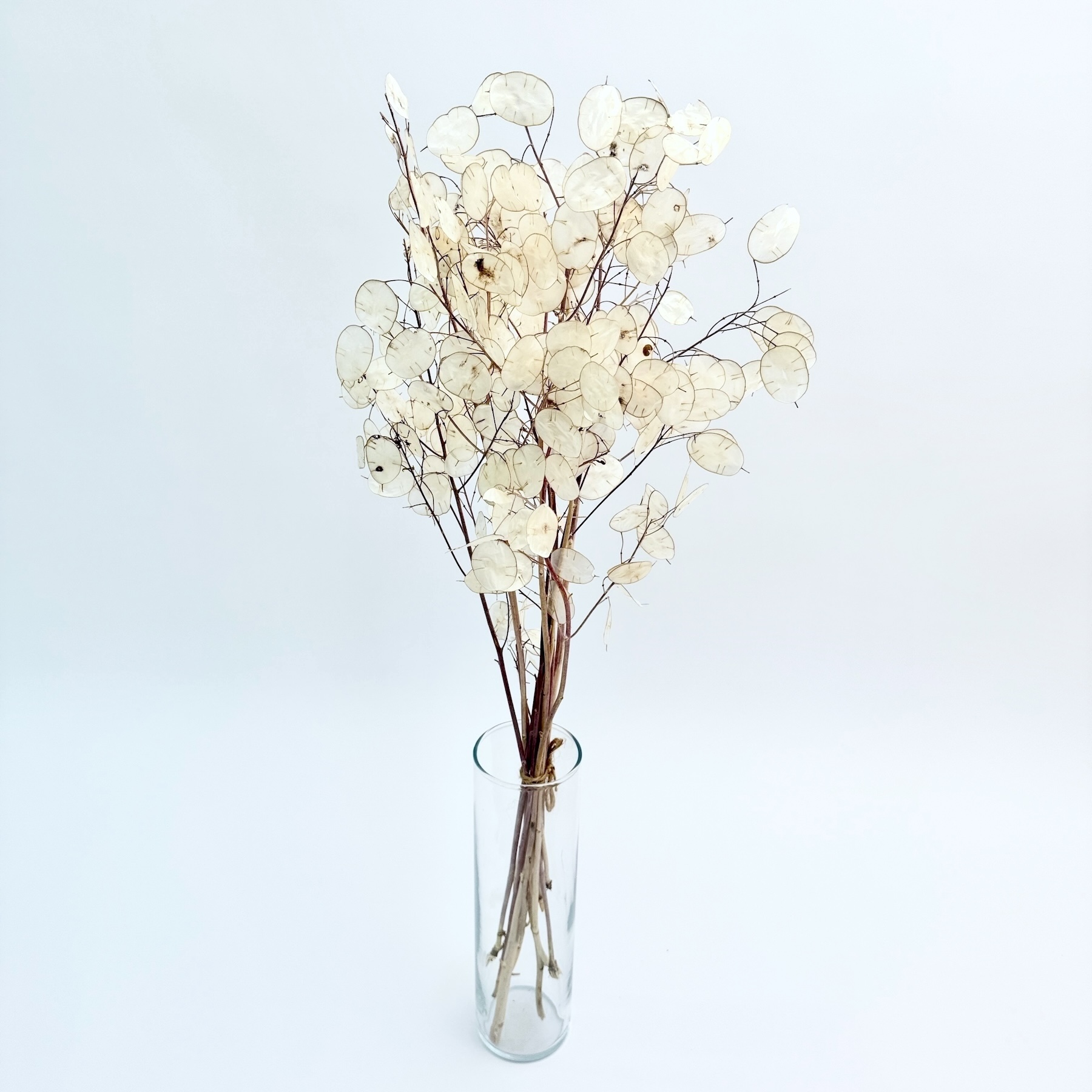 Lunaria prirodna – suho cvijeće
