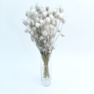 Nigella damascena bijela – suho cvijeće