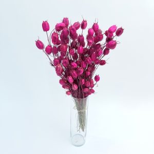 Nigella damascena ciklama – suho cvijeće