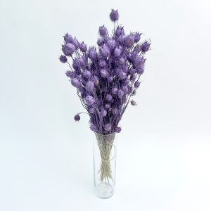 Nigella damascena ljubičasta – suho cvijeće