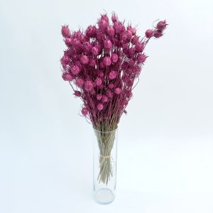 Nigella damascena pink – suho cvijeće