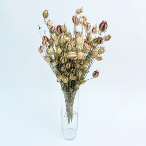 Nigella damascena prirodna – suho cvijeće