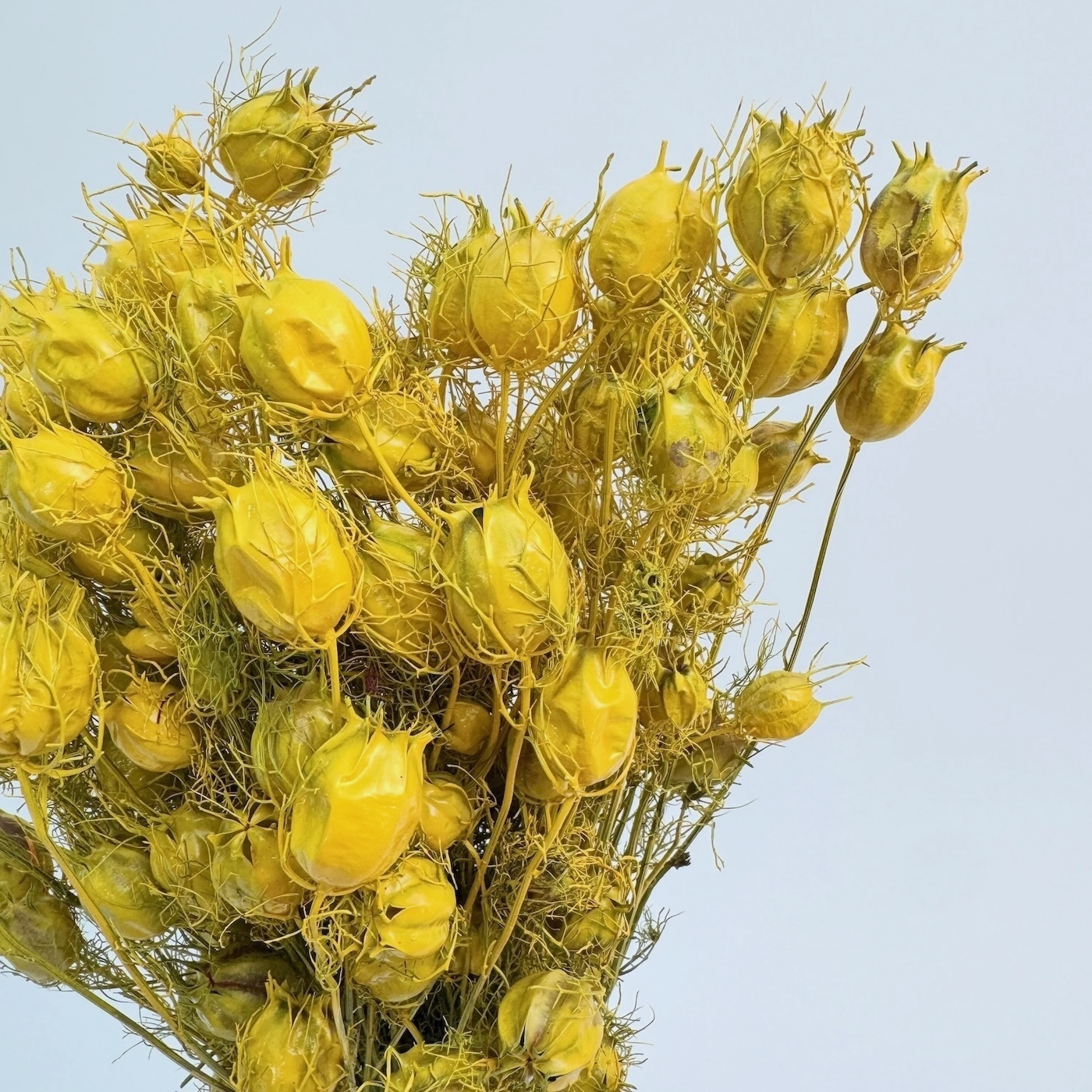 Nigella damascena yellow - dried flowers - Image 2