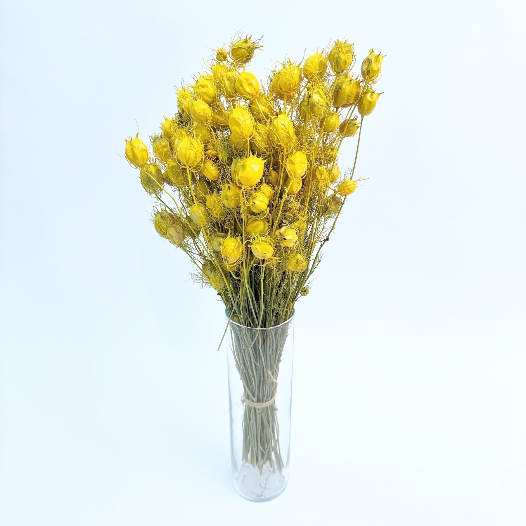 Nigella damascena yellow - dried flowers