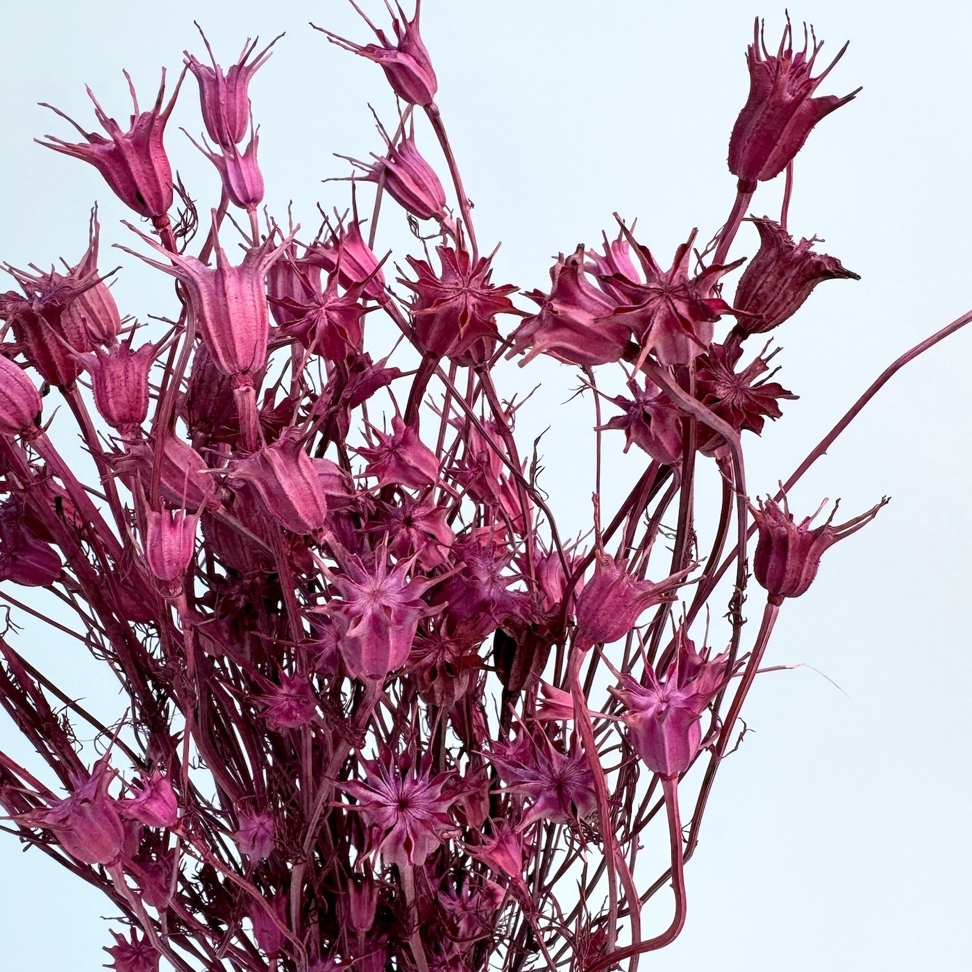 Nigella orientalis lila – suho cvijeće - Slika 2