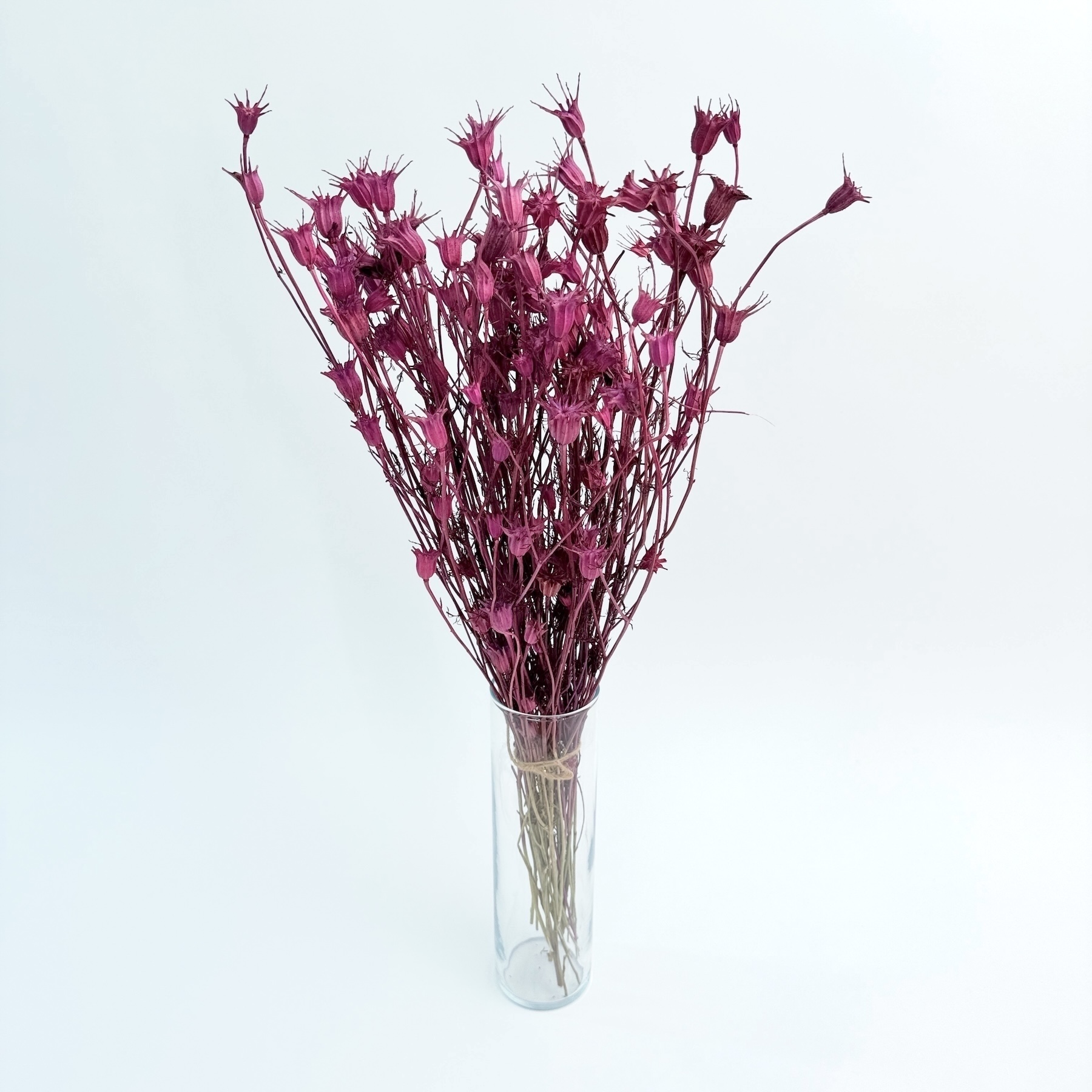 Nigella orientalis lila – suho cvijeće