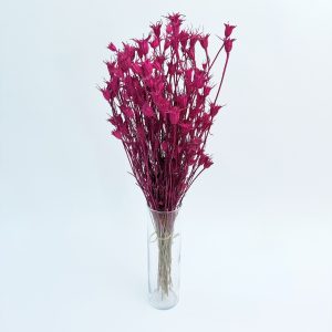 Nigella orientalis pink – suho cvijeće