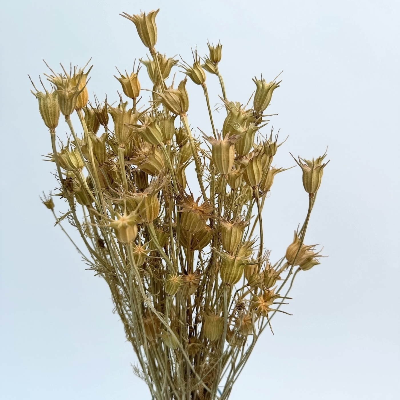 Nigella orientalis prirodna – suho cvijeće - Slika 2