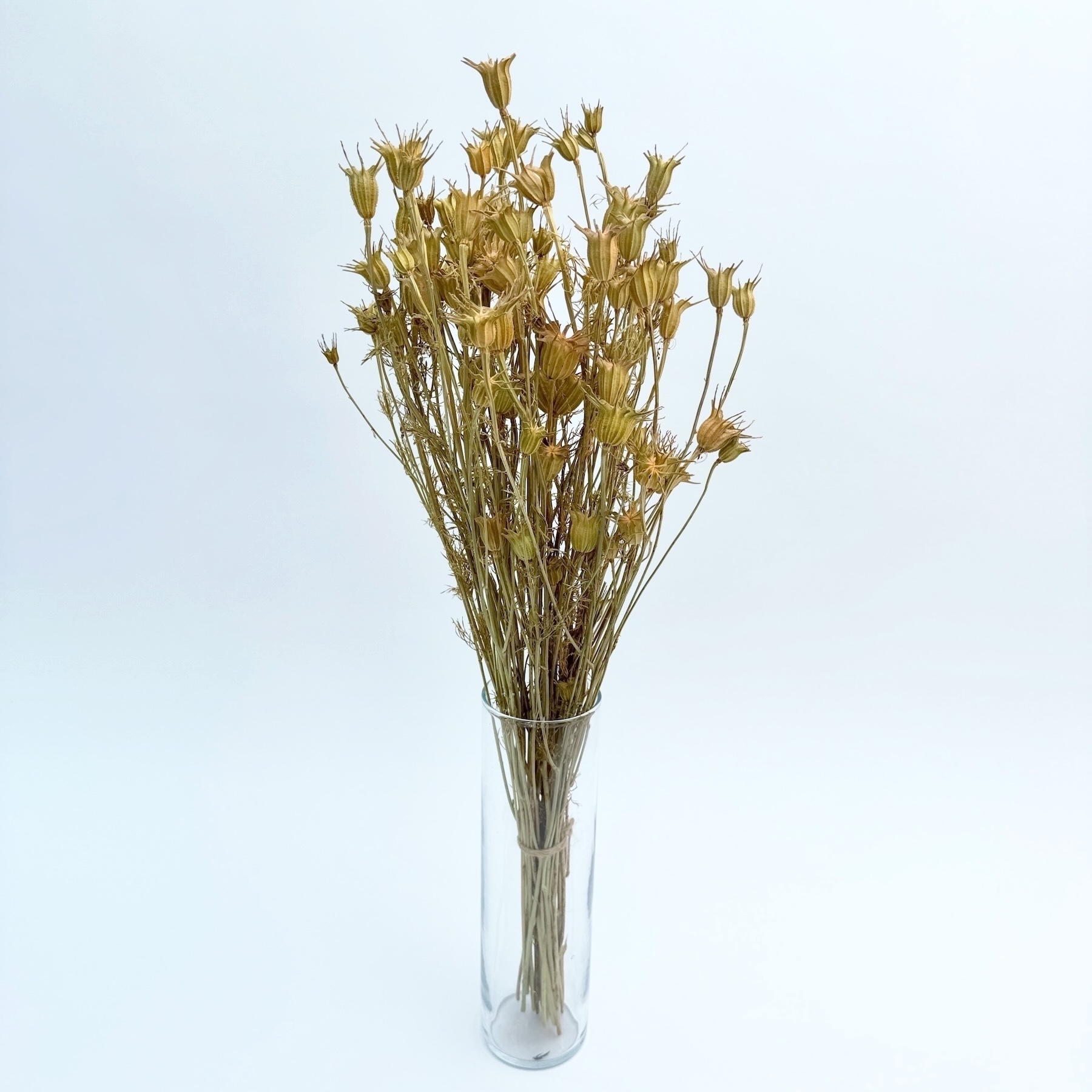 Nigella orientalis prirodna – suho cvijeće