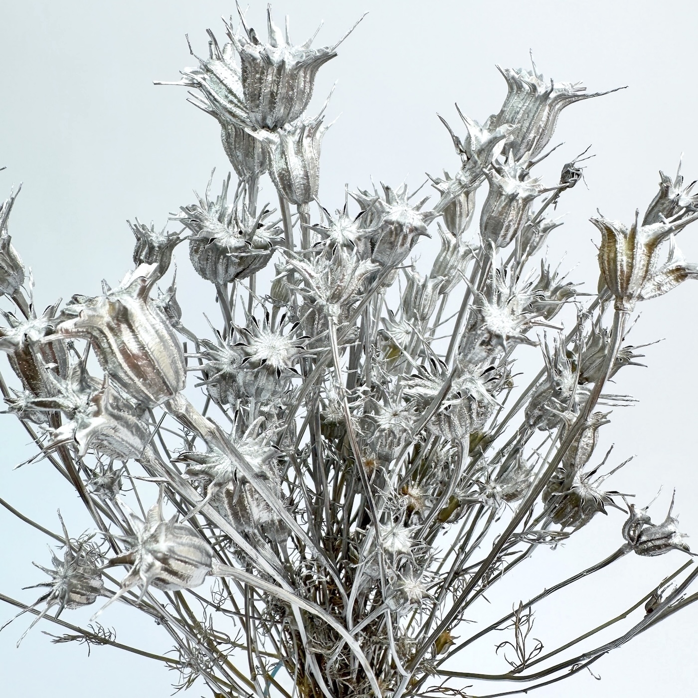 Nigella orientalis srebrna – suho cvijeće - Slika 2