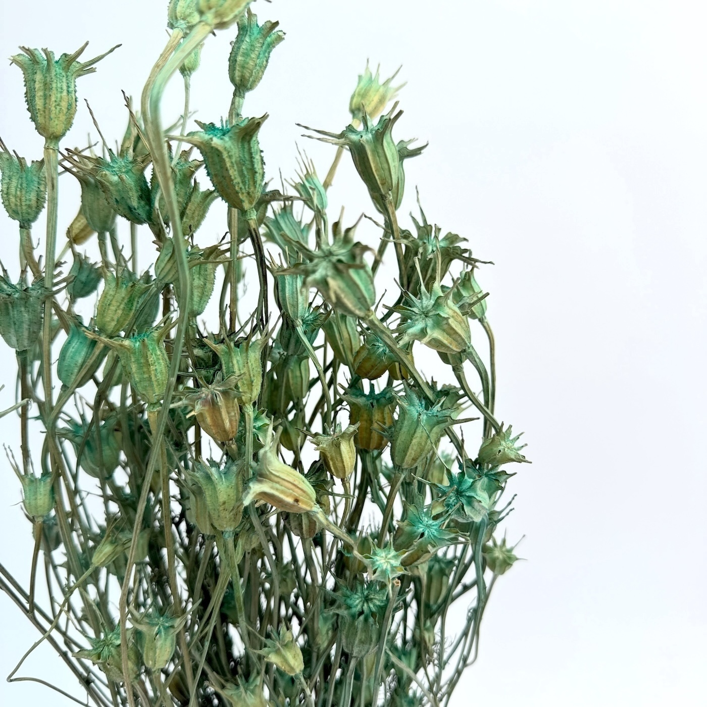 Nigella orientalis tirkiz – suho cvijeće - Slika 2