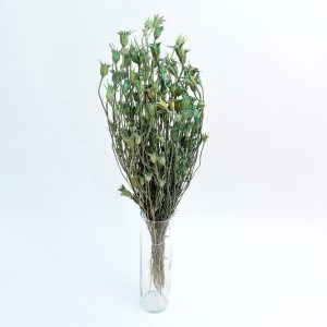 Nigella orientalis tirkiz – suho cvijeće