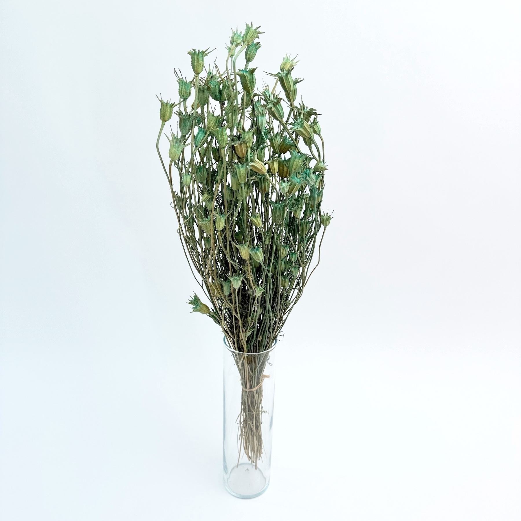 Nigella orientalis tirkiz – suho cvijeće