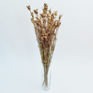 Nigella orientalis zlatna – suho cvijeće