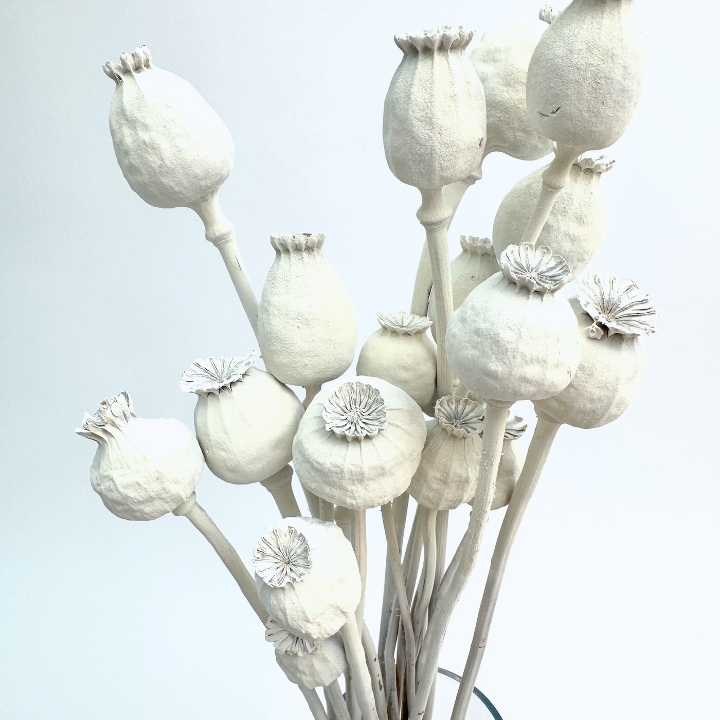 Papaver bijeli – suho cvijeće - Slika 2