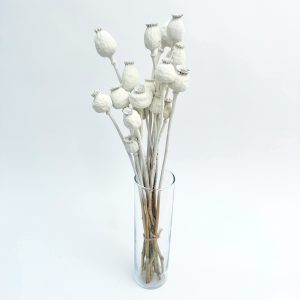 Papaver bijeli – suho cvijeće