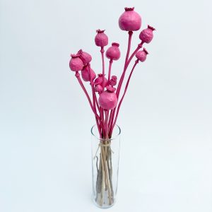 Papaver pink – suho cvijeće