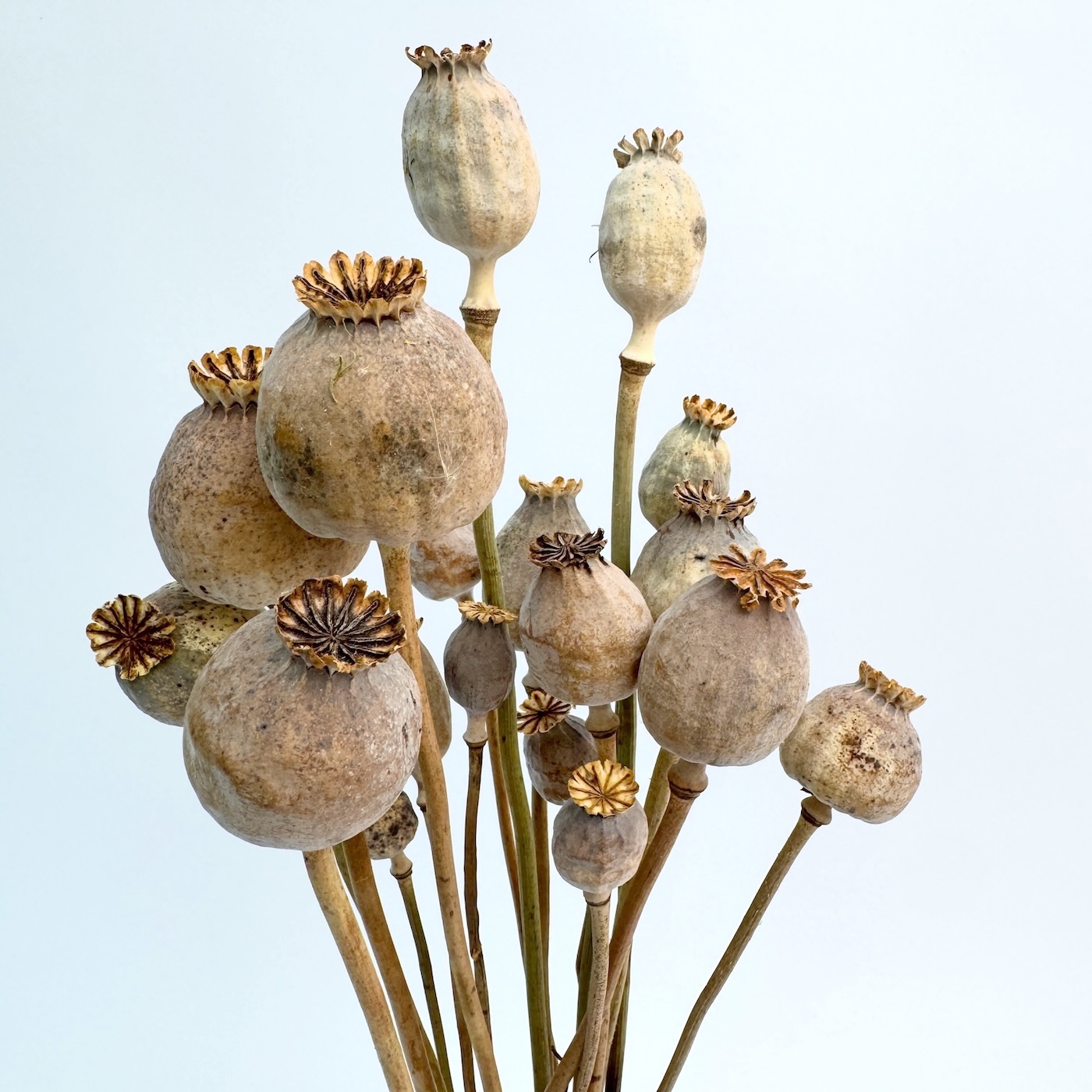 Papaver prirodni – suho cvijeće - Slika 2