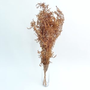 Fern natural - dried flowers