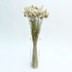 Phalaris bijeli – suho cvijeće