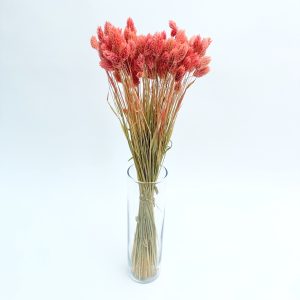 Phalaris breskva – suho cvijeće