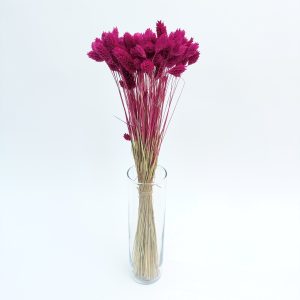 Phalaris ciklama – suho cvijeće