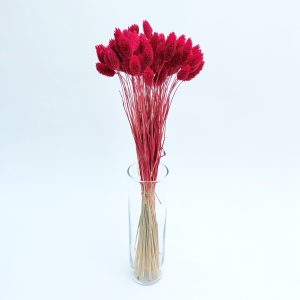 Phalaris crveni – suho cvijeće